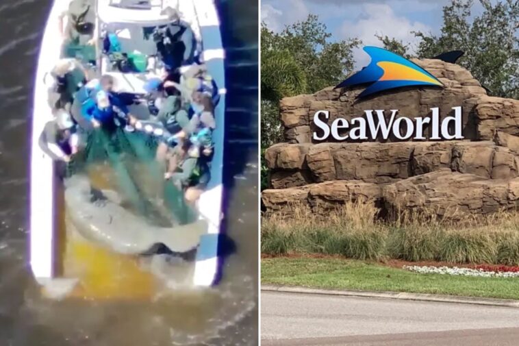 injured-manatee-and-baby-calf-taken-to-seaworld-after-being-rescued-from-florida-river