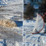 lost-baby-seal-rescued-after-a-snooze-on-jersey-shore-highway