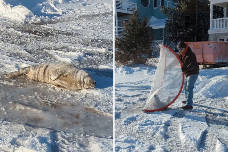lost-baby-seal-rescued-after-a-snooze-on-jersey-shore-highway
