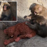 punch-the-monkey-and-new-pal-cozy-up-to-stuffed-orangutan-in-heartwarming-new-video