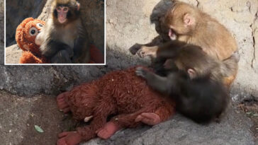 punch-the-monkey-and-new-pal-cozy-up-to-stuffed-orangutan-in-heartwarming-new-video