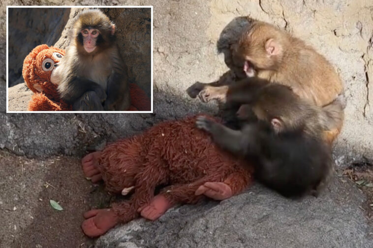 punch-the-monkey-and-new-pal-cozy-up-to-stuffed-orangutan-in-heartwarming-new-video
