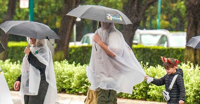 disneyland-guests-hit-by-falling-tree-during-wind-storm