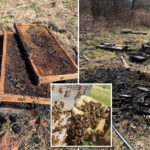 50,000-bees-killed-in-‘deliberate’-arson-of-hives-at-family-owned-pennsylvania-farm