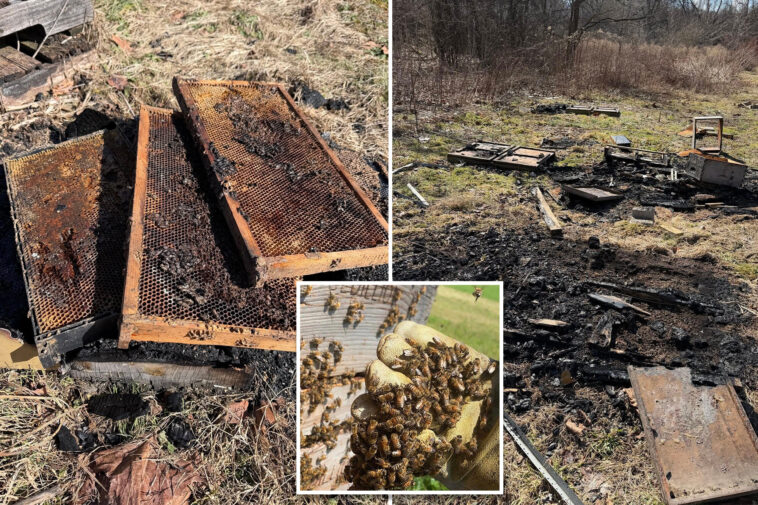 50,000-bees-killed-in-‘deliberate’-arson-of-hives-at-family-owned-pennsylvania-farm