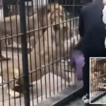 terrifying-moment-girl,-10,-mauled-by-lions-while-feeding-them-in-forbidden-area-of-zoo
