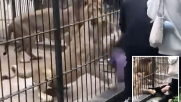 terrifying-moment-girl,-10,-mauled-by-lions-while-feeding-them-in-forbidden-area-of-zoo