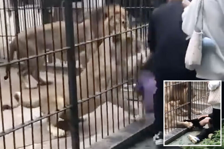 terrifying-moment-girl,-10,-mauled-by-lions-while-feeding-them-in-forbidden-area-of-zoo