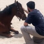 horses-help-heal-soldiers-amid-israel’s-mounting-ptsd-crisis-after-oct-7-attacks