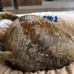 photo-—-italy:-police-discover-ancient-roman-shipwreck-with-cargo-of-jugs-for-fish-sauce