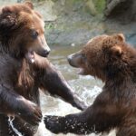 deadly-apex-predator-being-mulled-for-release-in-california-after-100-year-absence