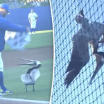 massive-pelican-caught-in-infield-net-causes-delay-in-college-baseball-game-in-santa-barbara