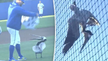massive-pelican-caught-in-infield-net-causes-delay-in-college-baseball-game-in-santa-barbara