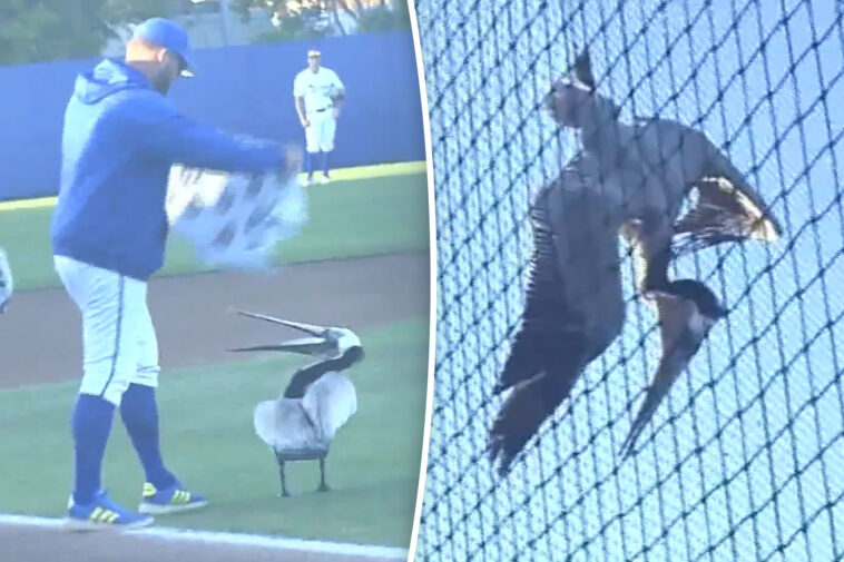 massive-pelican-caught-in-infield-net-causes-delay-in-college-baseball-game-in-santa-barbara