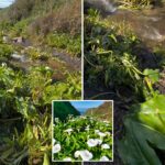 mystery-as-vandal-beheads-lilies-at-instagram-famous-california-flower-field