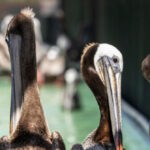 watch:-large-pelican-becomes-ensnared-in-infield-net,-delays-college-baseball-game