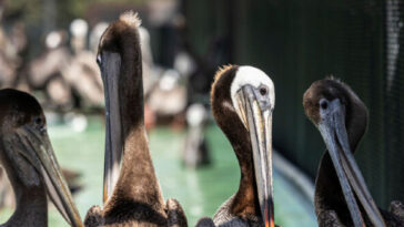 watch:-large-pelican-becomes-ensnared-in-infield-net,-delays-college-baseball-game