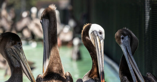 watch:-large-pelican-becomes-ensnared-in-infield-net,-delays-college-baseball-game