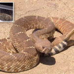 alarming-increase-in-snake-sightings-rattles-san-diego