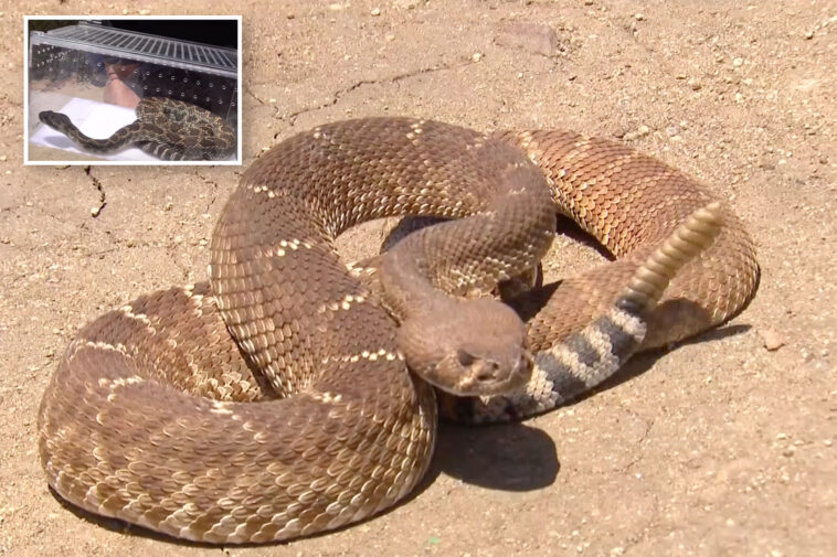 alarming-increase-in-snake-sightings-rattles-san-diego