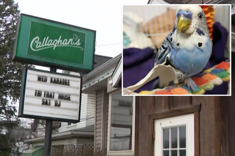 pennsylvania-man-arrested-for-allegedly-feeding-pet-parakeet-marijuana-and-beer