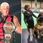 pro-wrestler-dustin-rhodes’-mastiff-takes-home-prize-at-world’s-largest-dog-show
