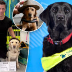 meet-the-adorable-service-dogs-behind-the-athletes-of-the-2026-paralympic-winter-games