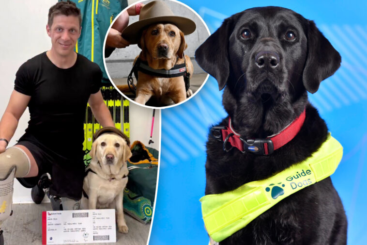 meet-the-adorable-service-dogs-behind-the-athletes-of-the-2026-paralympic-winter-games