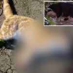 pet-massacre-in-la-as-cats-and-dogs-found-shot,-dismembered-and-left-to-rot-in-trash-bags