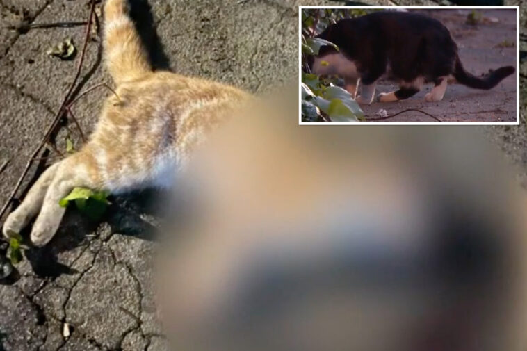 pet-massacre-in-la-as-cats-and-dogs-found-shot,-dismembered-and-left-to-rot-in-trash-bags