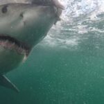 deadly-unprovoked-shark-attacks-rise-125%-globally-in-2025,-frightening-study-shows