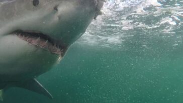 deadly-unprovoked-shark-attacks-rise-125%-globally-in-2025,-frightening-study-shows