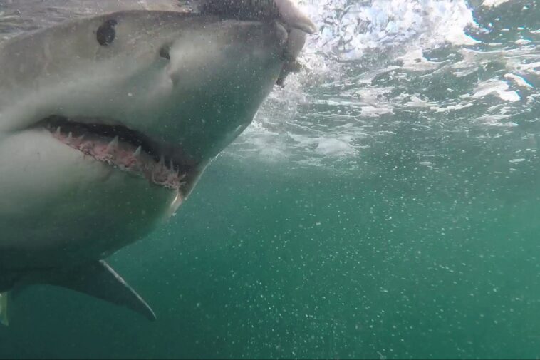 deadly-unprovoked-shark-attacks-rise-125%-globally-in-2025,-frightening-study-shows