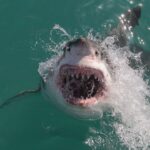 shark-attack-deaths-surge-above-decade-average-in-2025