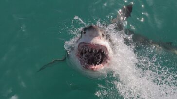 shark-attack-deaths-surge-above-decade-average-in-2025