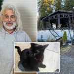 loyal-kitty-sacrifices-own-life-to-save-sleeping-owner-from-house-fire-in-oregon