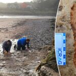 dog-walkers-trigger-archaeological-race-to-preserve-2,000-year-old-footprints-in-shifting-sands