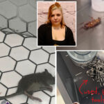 popular-nyc-tattoo-biz-sues-ex-workers-for-calling-out-alleged-dirty-needles,-rats,-bedbugs