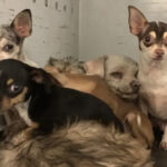 tiny-chihuahuas-survive-hemet-house-fire-—-now-they-need-a-forever-home