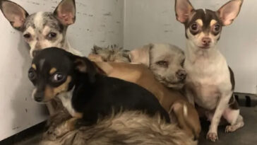 tiny-chihuahuas-survive-hemet-house-fire-—-now-they-need-a-forever-home