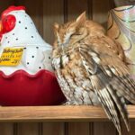 sleepy-owl-found-taking-a-snooze-on-shelf-in-upstate-new-york-antique-store