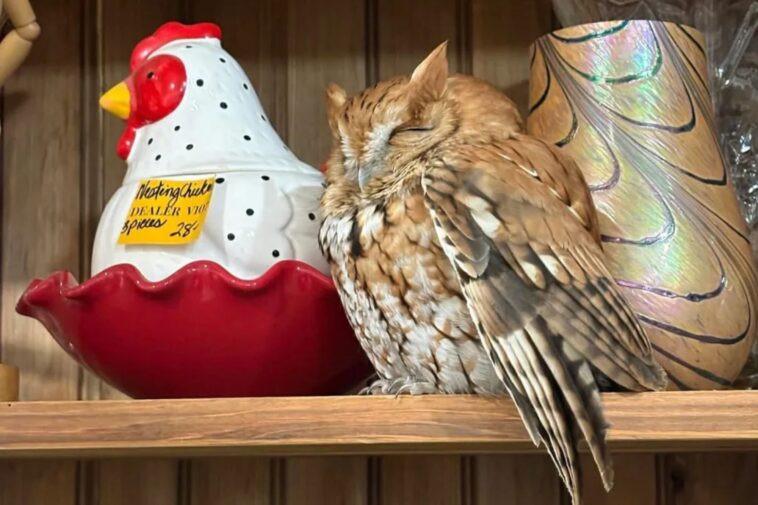sleepy-owl-found-taking-a-snooze-on-shelf-in-upstate-new-york-antique-store