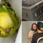 mei-mei-the-parakeet-finds-forever-home-after-life-on-run-in-nyc:-‘happy-ending-for-her’