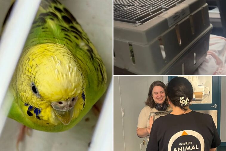 mei-mei-the-parakeet-finds-forever-home-after-life-on-run-in-nyc:-‘happy-ending-for-her’