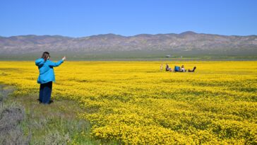 california’s-wildflower-boom-is-inching-closer-to-a-superbloom-—-see-the-colors-that-are-exlpoding-in-the-desert