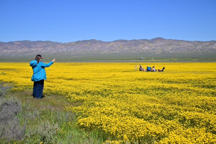 california’s-wildflower-boom-is-inching-closer-to-a-superbloom-—-see-the-colors-that-are-exlpoding-in-the-desert