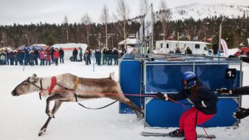fans-line-up-in-frigid-temps-for-thrilling-reindeer-racing