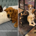 sad-footage-exposes-heartbreaking-reality-of-animals-in-dubai-as-people-abandon-their-pets-amid-us-iran-war