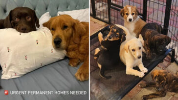 sad-footage-exposes-heartbreaking-reality-of-animals-in-dubai-as-people-abandon-their-pets-amid-us-iran-war