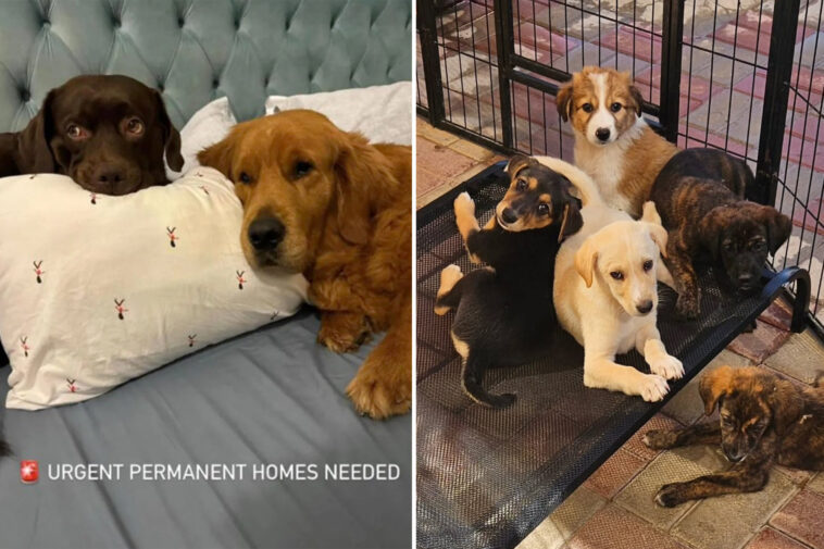 sad-footage-exposes-heartbreaking-reality-of-animals-in-dubai-as-people-abandon-their-pets-amid-us-iran-war